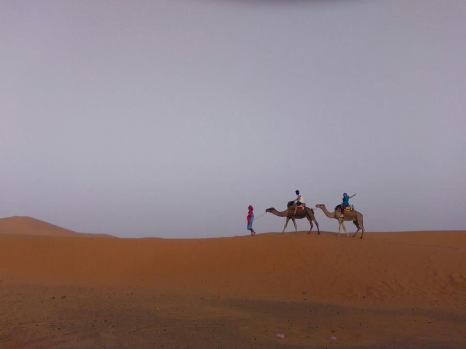 Dromedarios en el desierto